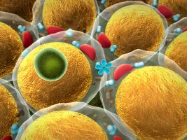 Ces nanoparticules testées ici in vitro sur des lignées cellulaires de préadipocytes, parviennent à bloquer l'adipogenèse