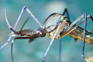 Comment une protéine, Argonaute 2, joue un rôle clé, via plusieurs mécanismes biologiques, pour maintenir les moustiques en bonne santé et actifs lorsqu’ils sont initialement infectés par ces virus (Visuel Adobe Stock 99100910)