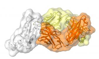 Cet anticorps appelé CR3022, produit par un patient en réponse au SRAS, se lie également au nouveau coronavirus SARS-CoV-2