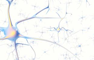 La sénescence des astrocytes conduit à une « excitotoxicité » qui compromet la survie des neurones corticaux impliqués dans la mémoire