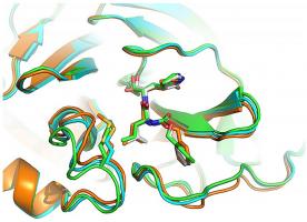 Ces 4 candidats sont documentés comme capables de se lier à la principale protéase du virus COVID-19 comme l’illustre cette modélisation informatique 3D (Visuel Yu Chen, University of South Florida Health)