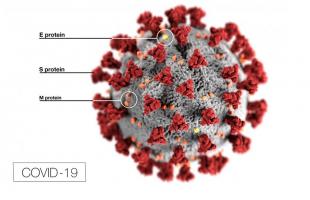 SRAS-CoV-2, qui cause COVID-19, se lie la protéine de liaison S à ces récepteurs de l’ECA2 des voies respiratoires inférieures pour pénétrer dans les poumons. 