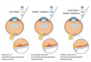Le facteur de transcription 1 lié à Runt (RUNX1) a déjà été lié à la néovascularisation rétinienne et au développement de vaisseaux sanguins anormaux responsables de la perte de vision (Visuel The American Journal of Pathology)