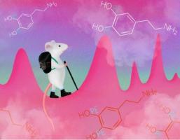 Il ne s’agit pas ici de canaliser ce messager chimique du bien-être, la dopamine, produite en cas de plaisir ou de satisfaction liée à l’atteinte d’un objectif ou d’une récompense, mais de contrôler de petites impulsions de dopamine, imprévisibles, qui jaillissent fréquemment mais de manière aléatoire dans notre cerveau (Visuel Julia Kuhl).