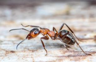 Une étude très expérimentale, menée à ce stade chez la fourmi, mais qui met en lumière des mécanismes qui pourraient être similaires chez d’autres espèces, dont les mammifères (Visuel Fotolia 107743844).