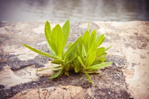 La flexibilité ou capacité du sujet à passer d’une tâche à l’autre, et la modularité ou capacité à effectuer des tâches spécifiques, sont fortement et négativement corrélées. 