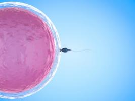 Garder les ovocytes en stase pendant l'enfance est en effet un élément clé de la fertilité féminine. 