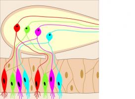 Ces cellules olfactives pourraient en effet être le marqueur soit de bonne santé, soit de maladie.