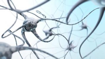 Les neurones changent de taille au cours de la maladie, comme s’ils cherchaient à compenser leur perte de fonction