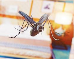 Une nouvelle souche de la bactérie Wolbachia bloque fortement chez les moustiques infectés la transmission des 2 virus, de la dengue et Zika, et offre ainsi une alternative prometteuse de contrôle viral.