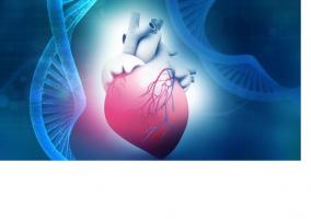 Ces chercheurs identifient 30 loci génétiques qui influent sur la réponse cardiaque à l'effort
