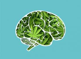L'étude constate une activation corticale accrue chez les consommateurs de cannabis à l'état de repos