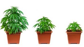 C’est une tendance spectaculaire à la baisse, de la consommation de cannabis chez les jeunes qui ressort de cette analyse (Visuel Fotolia 67798624)