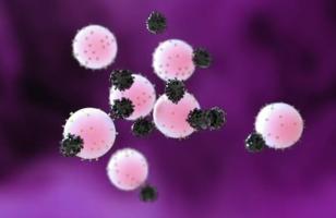Des leurres nanométriques ou nanoleurres de la protéine ACE2 présente sur les cellules hôtes, et via laquelle se « plugge » le coronavirus SARS-CoV-2 pour les infecter (Visuel Ke Cheng, NC State University)