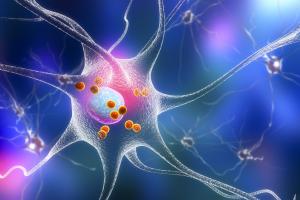 La greffe de cellules souches pluripotentes induites (iPSC : induced pluripotent stem cells) pourrait permettre de remplacer les neurones producteurs de dopamine détruits par la maladie (Visuel Adobe Stock 179073088)