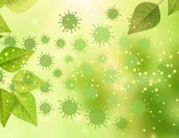 Les pollens en synergie avec l'humidité et la température, expliquent 44% de la variabilité du taux d'infection.(Visuel Columbia Mailman School of Public Health )
