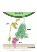 Une minuscule protéine du virus, la protéine N (pour Nucleocapside), avec laquelle interagissent les anticorps de patients atteints de COVID-19, est conservée dans tous les coronavirus pandémiques de type SARS (Visuel NIH)