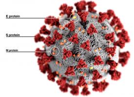 Les virus respiratoires qui détournent les mécanismes immunitaires peuvent avoir aussi leur talon d’Achille (Visuel Wikipedia)