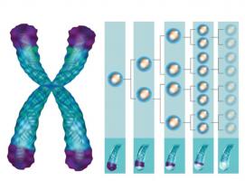 L’espérance de vie biologique pourrait ainsi être estimée très tôt dans la vie (Visuel Fotolia)