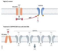 Cette petite molécule, appelée anle138b, semble eCette petite molécule réduit la perte de mémoire en bloquant directement les fuites des membranes nerveuses