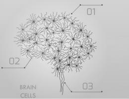 Cette approche globale de l’ensemble des connexions du cerveau permet non seulement de comprendre comment fonctionnent des systèmes spécifiques (ex : système visuel, système moteur…), mais aussi comment fonctionnent des systèmes cognitifs