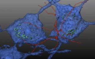 La greffe sur la souris modèle d'ataxie de Friedreich est rapidement suivie d’une différenciation de ces cellules souches hématopoïétiques en cellules microgliales (en rouge sur visuel) qui vont transférer la protéine mitochondriale (verte) aux neurones (en bleu), bloquant ainsi la neurodégénérescence.