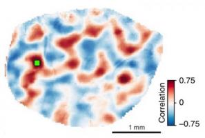 Des connexions locales créent un échafaudage pour une activité réseau plus étendue dans le cortex : l'activité médiée par les connexions locales guide en quelque sorte la formation ultérieure de connexions de réseau à longue portée. 