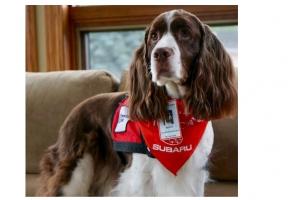 La compagnie d'un chien peut réduire la détresse des patients en attente de soins hospitaliers d'urgence. 