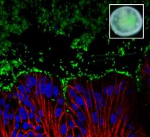 Parmi les premiers êtres vivants à accueillir le nouveau-né, ses premières bactéries, dont E. coli (en vert)