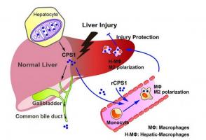 L'enzyme (CPS1) apparait comme une cible très prometteuse dans le traitement des dommages au foie.