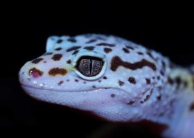Les geckos sont capables de régénérer de nombreux tissus dans tout le corps