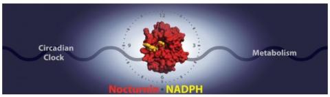 Une enzyme de l'horloge circadienne, Nocturnine interagit avec sa cible, NADPH, pour affecter la régulation de l'énergie et les fonctions métaboliques.