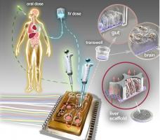 Cette plateforme de diagnostic, à l’échelle d’une puce comporte, en l’état actuel, les tissus artificiels de 10 organes, reliés entre eux