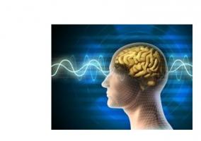 La fonction d’oubli volontaire peut s'observer dans le cerveau, précisément à travers l'activité rythmique dans l'hippocampe et le cortex préfrontal. 