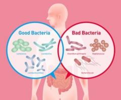 L’équilibre relatif entre les bactéries pathogènes et non pathogènes dans le microbiome intestinal est un prédicteur relativement précis du risque d’hospitalisation. 