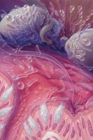 Les cellules de notre muqueuse intestinale ont opté pour une approche économique
