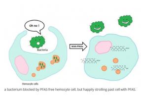 Ici, l'exposition aux PFAS supprime la fonction immunitaire jusqu'à 50% de la performance normale