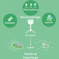 Les phages sont-ils notre meilleur espoir contre les bactéries résistantes aux antibiotiques ? 