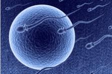 EP055 va se lier aux protéines des spermatozoïdes pour ralentir leur mobilité