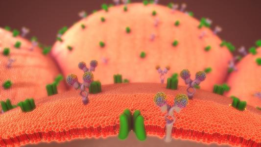 Un traitement combiné, -qui comprend un agoniste du GLP-1- peut augmenter les cellules productrices d'insuline humaine in vivo (Visuel Adobe Stock 121921909) Un traitement combiné, -qui comprend un agoniste du GLP-1- peut augmenter les cellules productrices d'insuline humaine in vivo (Visuel Adobe Stock 121921909)