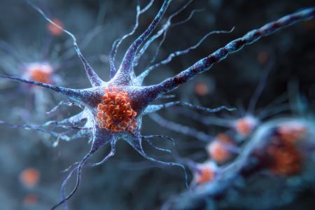 Cette protéine assure des fonctions cérébrales essentielles et multiples mais contribue aussi à la neurodégénérescence et à la psychopathologie (Visuel Adobe Stock 1690072189).