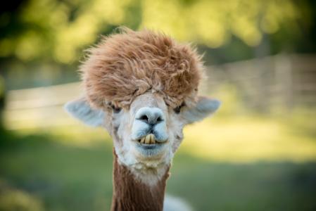 Ce n’est pas la première fois que des virologues et des immunologistes nous proposent la « solution » des anticorps de lama pour nous immuniser contre le virus SARS-CoV-2 (Visuel Adobe Stock 276208008)