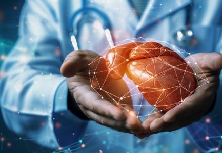 Cette étude révèle le rôle clé de cellules hépatiques "étoilées" ou stellaires, déjà connues comme impliquées dans le développement de la fibrose hépatique dans la protection et le maintien de l'organisation et du fonctionnement du foie (Visuel Adobe Stock 794933378) Cette étude révèle le rôle clé de cellules hépatiques "étoilées" ou stellaires, déjà connues comme impliquées dans le développement de la fibrose hépatique dans la protection et le maintien de l'organisation et du fonctionnement du foie (Visuel Adobe Stock 794933378)