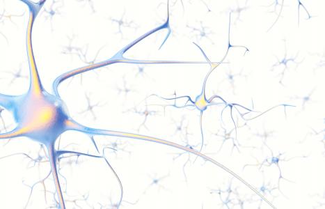 La sénescence des astrocytes conduit à une « excitotoxicité » qui compromet la survie des neurones corticaux impliqués dans la mémoire La sénescence des astrocytes conduit à une « excitotoxicité » qui compromet la survie des neurones corticaux impliqués dans la mémoire
