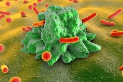 De nombreuses personnes se tournent vers leurs proches avant une prise de décision importante. C’est un peu le même principe chez nos cellules immunitaires