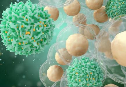 Une reprogrammation temporaire des cellules hépatiques permet de booster la fonction des lymphocytes T et de compenser le déclin du thymus lié à l'âge (Visuel Adobe Stock 279977730)