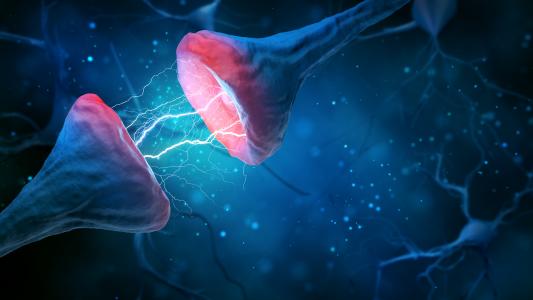 L'étude suggère de traiter les synapses pour prévenir et atténuer les symptômes de la maladie à prions comme la maladie de Creutzfeldt-Jakob (Visuel Adobe Stock 287514101)