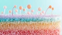 En dévoilant ce secret de l’extraordinaire régénération naturelle des glandes sudoripares, la recherche ouvre la voie à une innovation majeure pour les patients victimes de brûlures (Viisuel Adobe Stock 1024414609) 