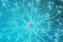 L'interaction très précoce entre les cellules cérébrales neuromodulatrices et les cellules corticales en cas d'anomalie, induit le développement de troubles neurologiques comme l’autisme ou l’épilepsie (Visuel adobe Stock 114519500) 