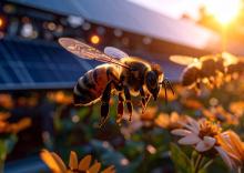 L'analyse du métagénome intestinal d’abeilles sauvages révèle comment l’environnement urbain influence leur alimentation, la stabilité de leur microbiome, leur exposition aux pathogènes et leur résistance aux antibiotiques (Visuel Adobe Stock 1552422831). L'analyse du métagénome intestinal d’abeilles sauvages révèle comment l’environnement urbain influence leur alimentation, la stabilité de leur microbiome, leur exposition aux pathogènes et leur résistance aux antibiotiques (Visuel Adobe Stock 1552422831).